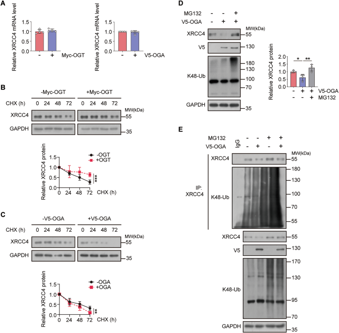 Fig. 2: XRCC4 protein levels decrease in response to cellular O-GlcNAcylation levels in a proteasome-dependent manner.