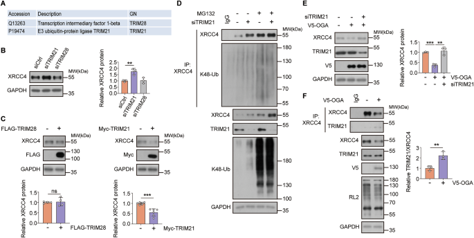 Fig. 3: TRIM21 is the potential E3 ligase for XRCC4 in response to cellular O-GlcNAcylation levels.