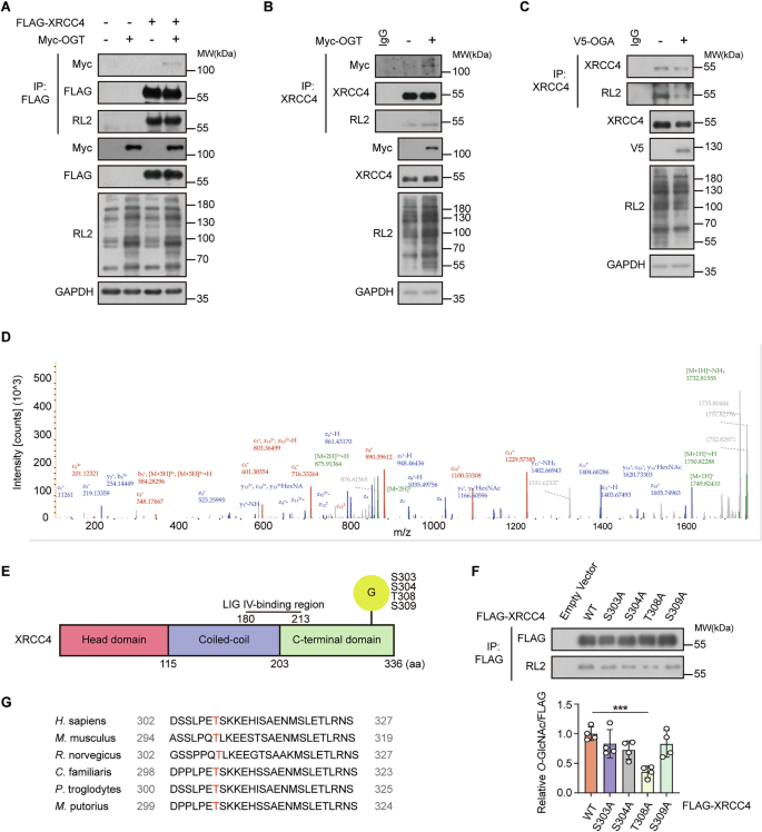 Fig. 4: XRCC4 is O-GlcNAcylated on Thr308.