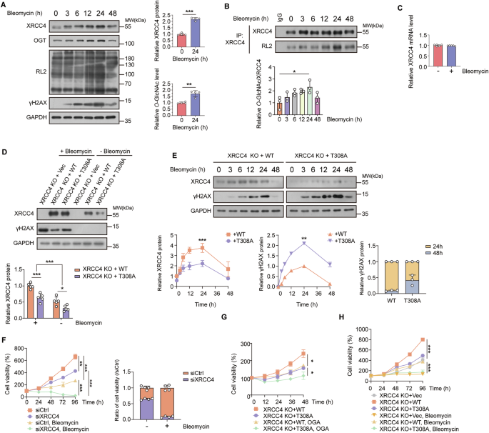 Fig. 6: O-GlcNAcylation of XRCC4 at Thr308 protects cancer cells against cell death in response to DNA double-strand break damage.
