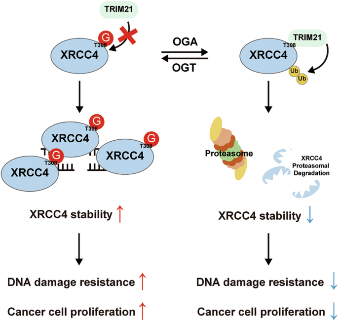 Fig. 8: Schematic representation of the mechanism regulating XRCC4 stability through O-GlcNAcylation upon DNA damage.