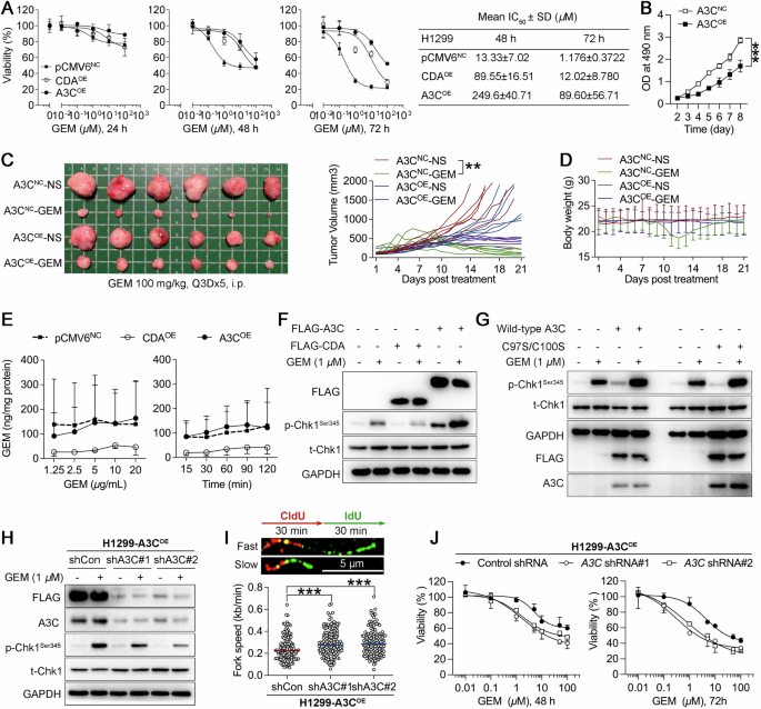 Fig. 2: A3C induces gemcitabine resistance.