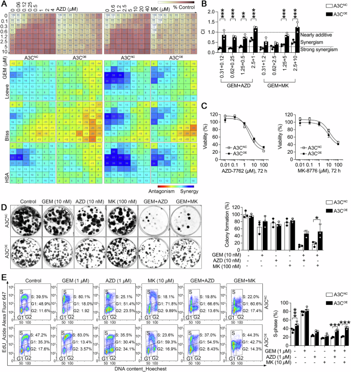 Fig. 3: A3C sustains Chk1 signaling under Chk1 inhibitor via S-phase checkpoint activation.