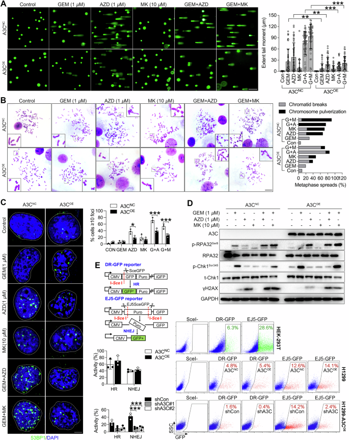 Fig. 4: A3C triggers DNA damage response.