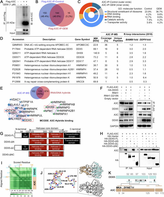 Fig. 5: A3C proteins predominantly bind the N-terminal region of DDX5.