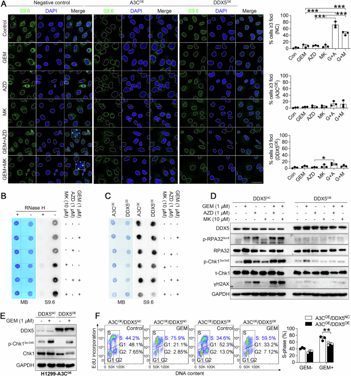 Fig. 6: A3C and DDX5 attenuated Chk1 inhibition-induced R-loop accumulation in cells treated with gemcitabine.