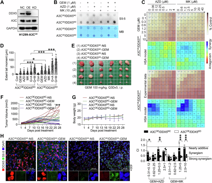 Fig. 7: DDX5 is essential for A3C-mediated gemcitabine resistance by promoting R-loop clearance.
