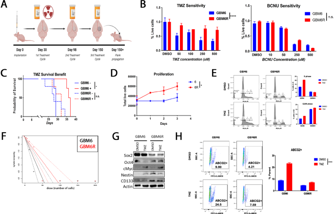 Fig. 1: Characterization of the recurrent GBM6R glioblastoma model and its therapeutic response.