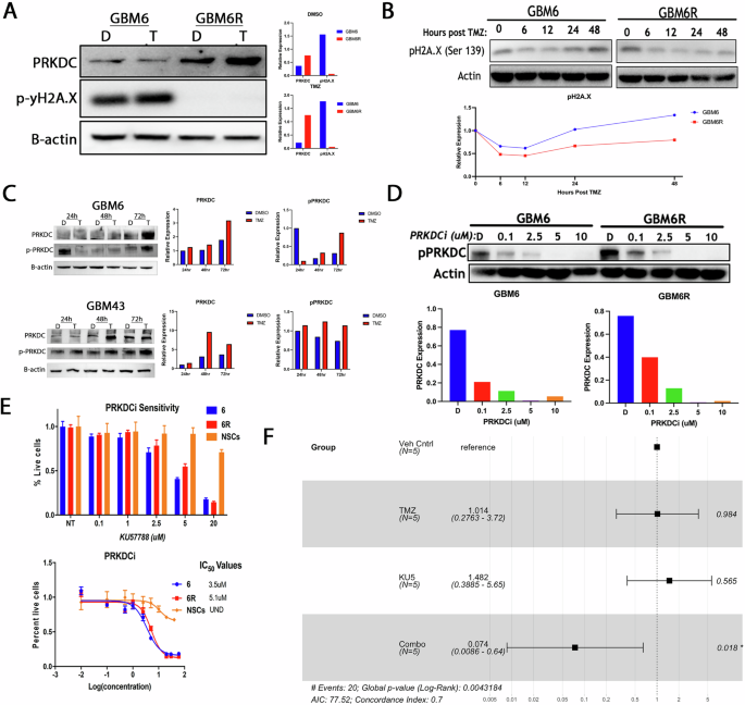 Fig. 3: PRKDC expression and pharmacologic inhibition in GBM6/GBM6R models: effects on DNA damage response and therapeutic sensitivity.