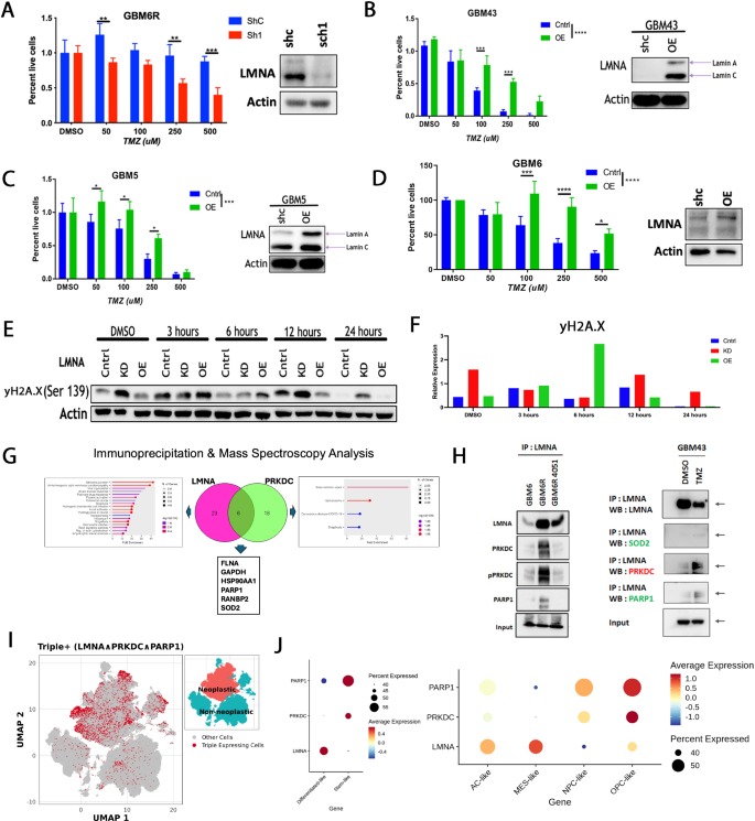 Fig. 6: Lamin A/C expression mediates temozolomide (TMZ) resistance in glioblastoma models.