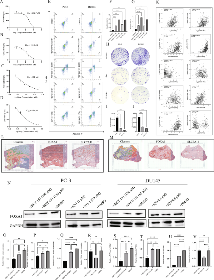 Fig. 3: Regulatory effects of iBET-151 on prostate cancer cells.