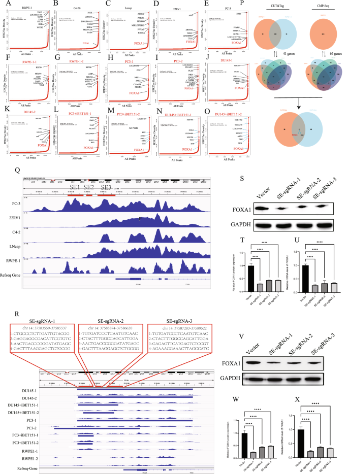 Fig. 4: Identification of super-enhancer target genes.