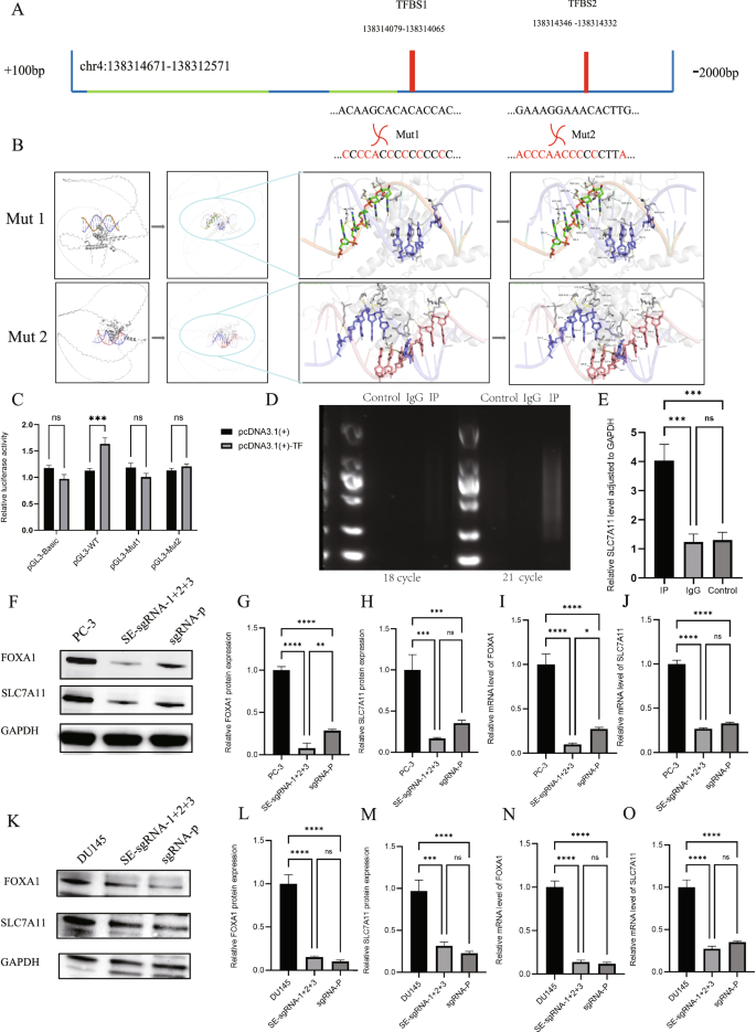 Fig. 5: Interaction between FOXA1 and the SLC7A11 promoter and its role in gene regulation.