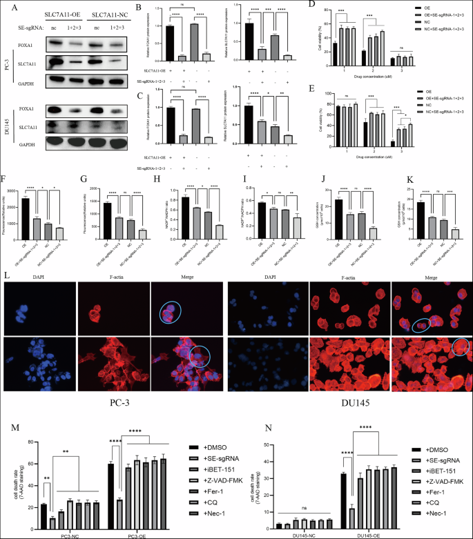 Fig. 7: Effects of FOXA1-associated super-enhancers on metabolic regulation in PC-3 and DU145 prostate cancer cells.
