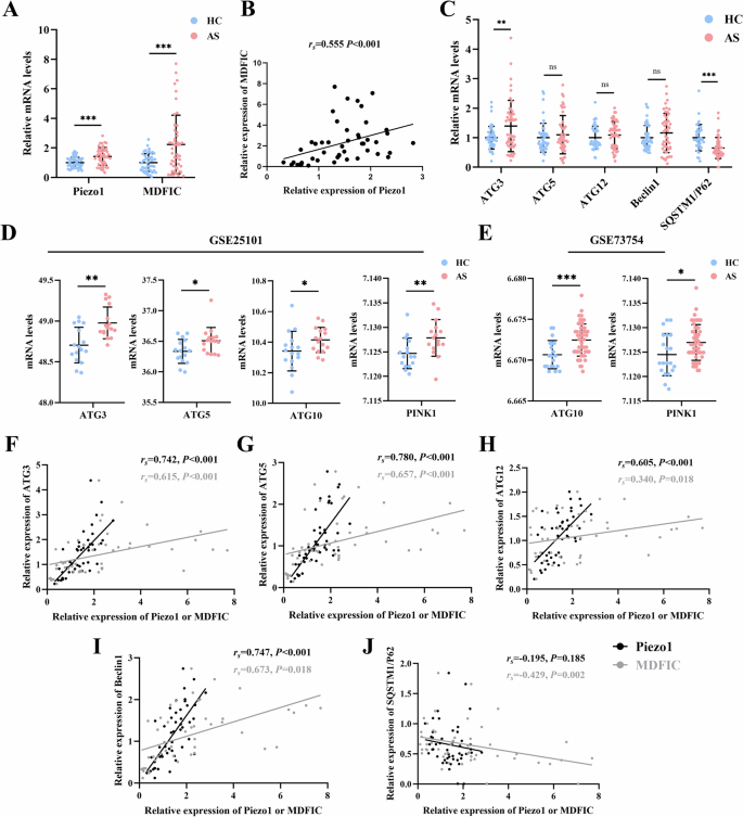 Fig. 1: Levels of Piezo1 and autophagy-related genes in AS patients.