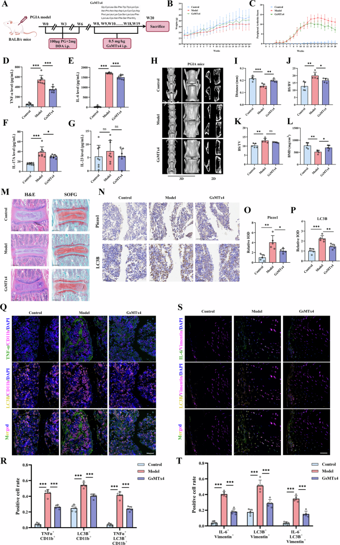 Fig. 5: Piezo1 inhibition attenuates spinal arthritis in proteoglycan-induced arthritis (PGIA) mice.