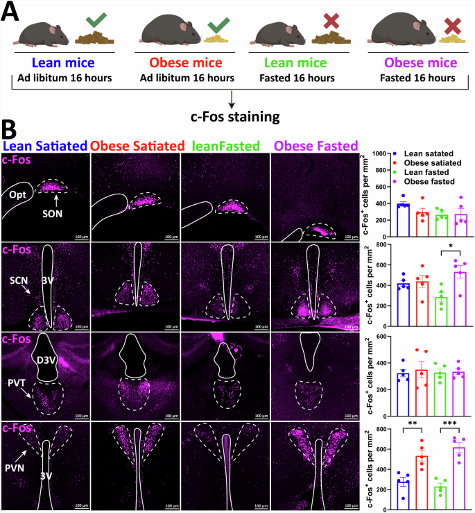 Fig. 1: c-Fos expression analysis in lean and obese mice under different dietary conditions.