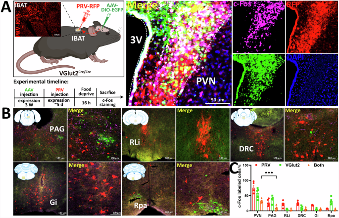 Fig. 2: Viral tracing reveals the multisynaptic circuit of VGlut2 neurons in the fasting-activated state.
