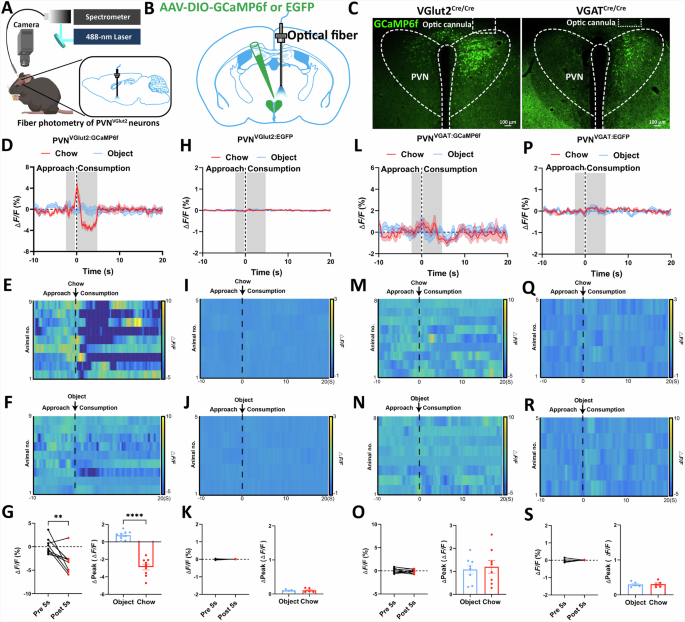 Fig. 3: Changes in PVHVGlut2 and PVHVGAT neuron activity during feeding.
