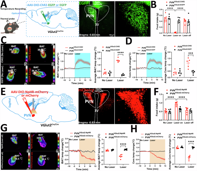 Fig. 4: Optogenetic PVHVGlut2 stimulation bidirectionally regulates feeding behaviour and iBAT heat production.