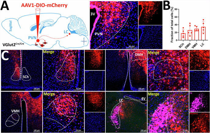 Fig. 5: Anterograde tracing of PVHVGlut2 neurons.