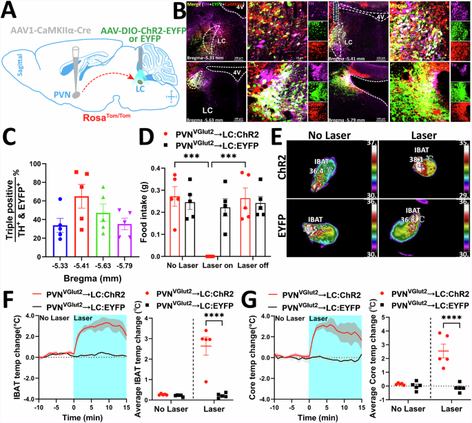 Fig. 6: Acute activation of the PVHVGlut2 → LC neural circuit inhibits food intake and increases body temperature.