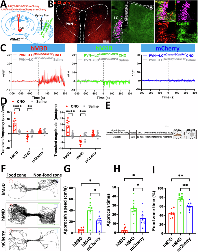 Fig. 7: PVHVGlut2 → LC neural circuit bidirectionally regulates foraging behaviour.