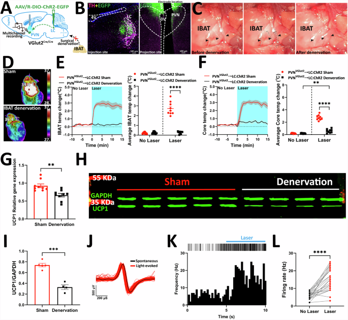 Fig. 8: PVHVGlut2 → LC-iBAT circuit promotes thermogenesis and regulates body temperature through SNS activation.