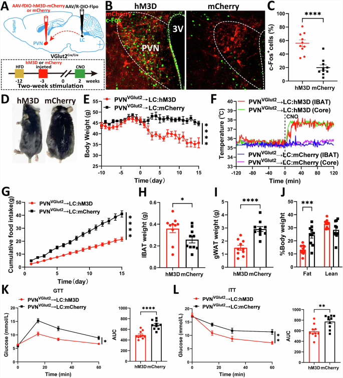 Fig. 9: PVHVGlut2 → LC neural circuit improves diet-induced obesity.