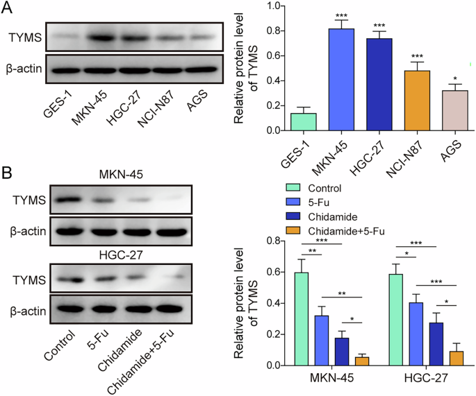 Fig. 1: Chidamide enhances the sensitivity of gastric cancer cells to 5-FU.