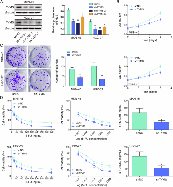 Fig. 2: Chidamide promotes the sensitivity of gastric cancer cells to 5-FU by downregulating TYMS.