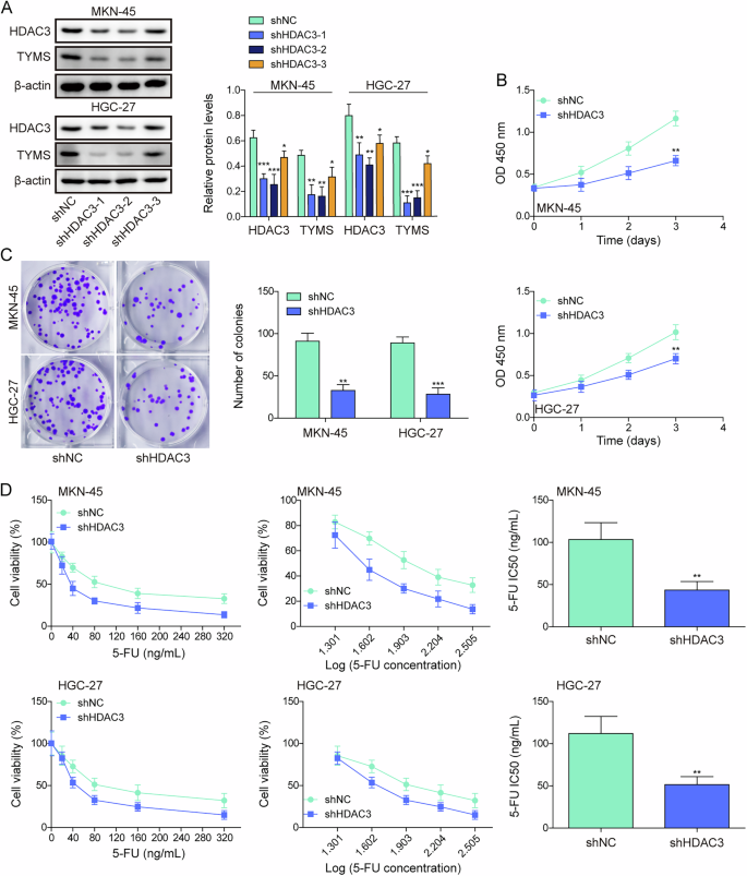 Fig. 3: Chidamide relieved the suppressive effect of HDAC3 on the sensitivity of gastric cancer cells to 5-FU.
