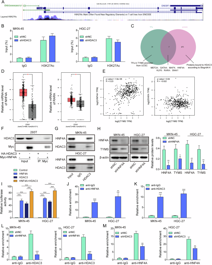 Fig. 4: The HDAC3/HNF4A complex regulates the transcriptional activity of TYMS.