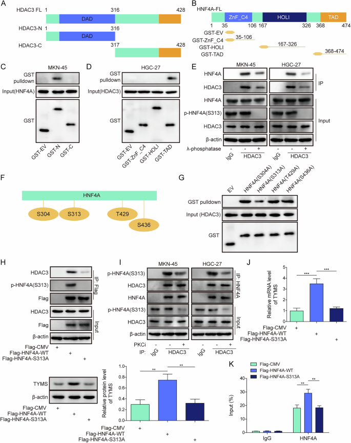 Fig. 5: Phosphorylation of HNF4A at S313 promotes the expression of TYMS.