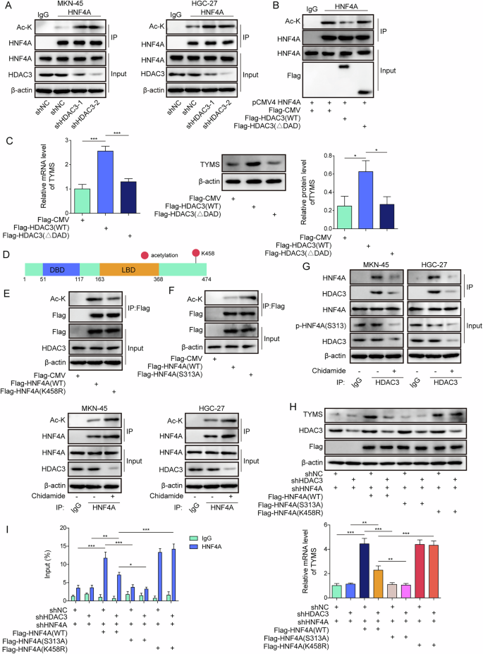 Fig. 6: HDAC3 deacetylates HNF4A at K458, while chidamide enhances HNF4A acetylation at K458 and reduces phosphorylation at S313.