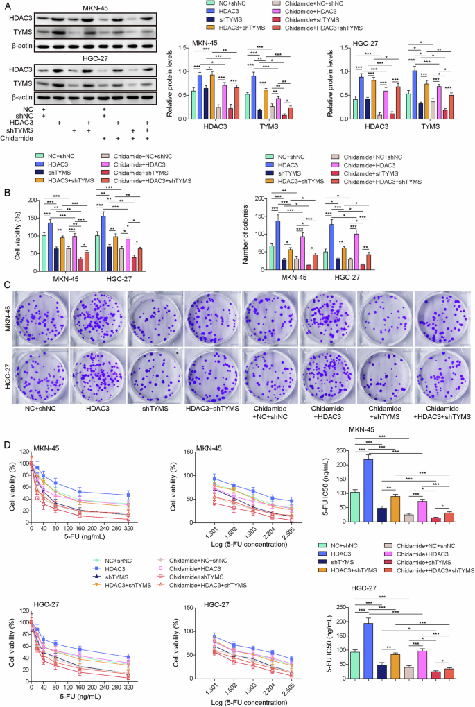 Fig. 7: Chidamide suppresses the HDAC3/HNF4A/TYMS pathway, thereby increasing the sensitivity of gastric cancer cells to 5-FU.