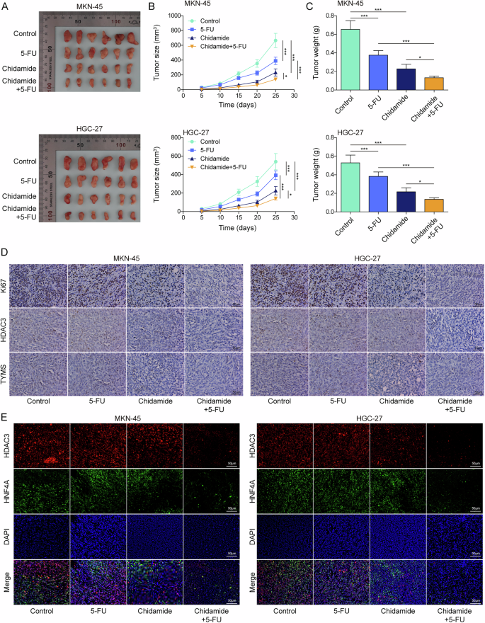 Fig. 8: Chidamide promotes the sensitivity of GC to 5-FU by inhibiting HDAC3/HNF4A/TYMS axis in vivo.