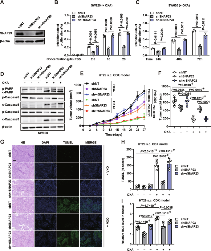 Fig. 2: CRC cells with SNAP23 depletion are tolerate to ROS-inducing chemotherapy.