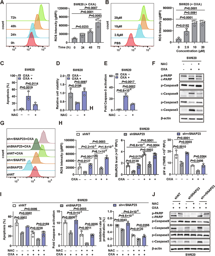 Fig. 3: SNAP23 mediates chemoresistance through down-regulating ROS level in tumors.