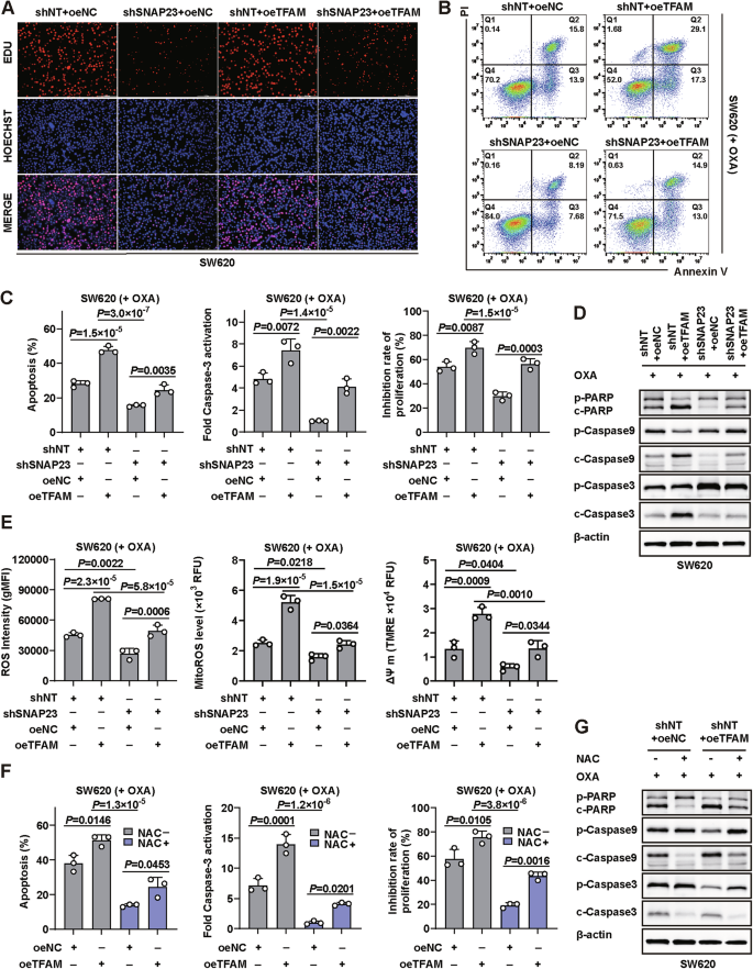 Fig. 5: TFAM overcomes drug resistance through regulate ROS levels in tumors.