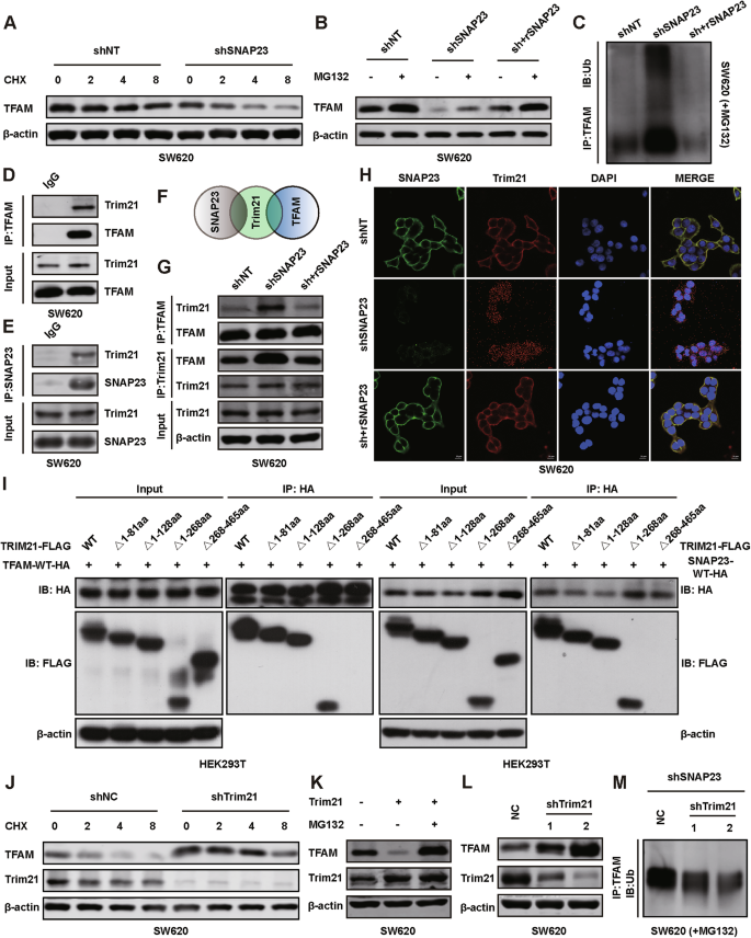 Fig. 7: SNAP23 exerts a competitive inhibition on Trim21-mediated ubiquitination degradation of TFAM.