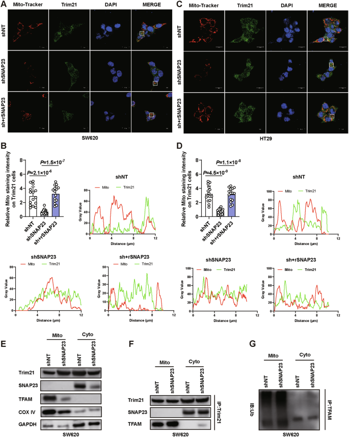 Fig. 8: SNAP23 facilitates the translocation of Trim21 into the mitochondria.