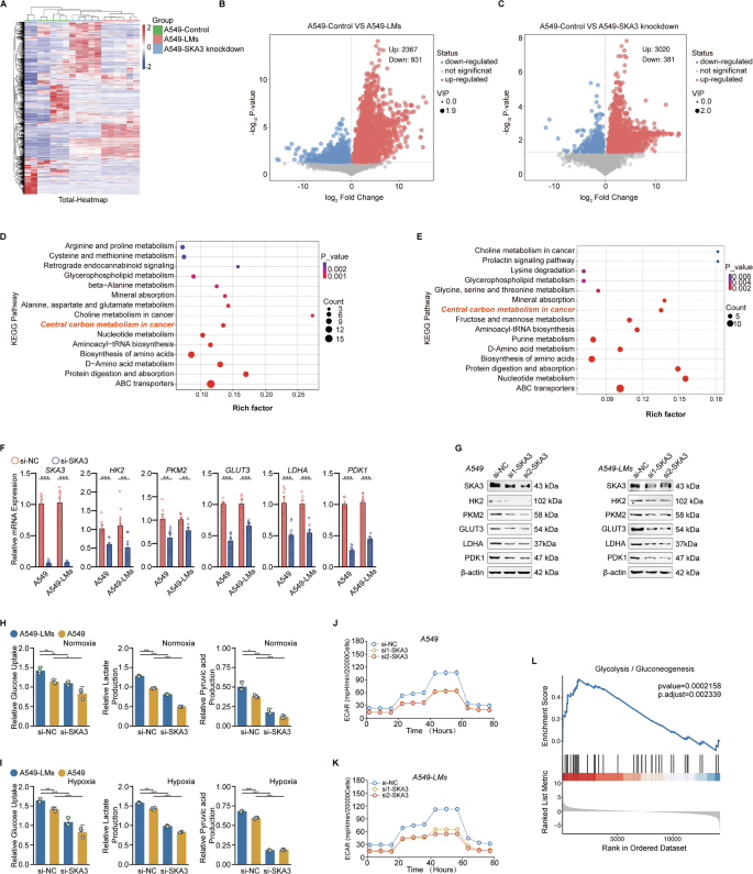 Fig. 2: SKA3-mediated enhancement of glycolysis facilitated overcoming hypoxic barriers and promoted liver metastasis in LUAD.