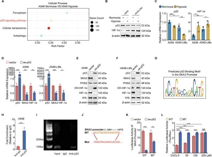 Fig. 5: Hypoxia-induced p53 dysfunction strengthened the SKA3–HIF-1α axis.