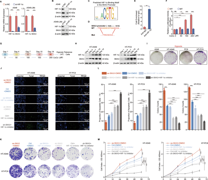 Fig. 7: A SKA3/PHD2/HIF-1α positive feedback loop reinforced hypoxia tolerance in LUAD.