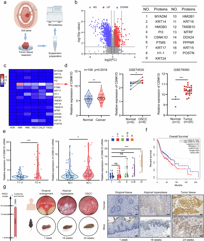 Fig. 1: The expression, clinical and prognostic characteristics of CSNK1D in head and neck cancer.