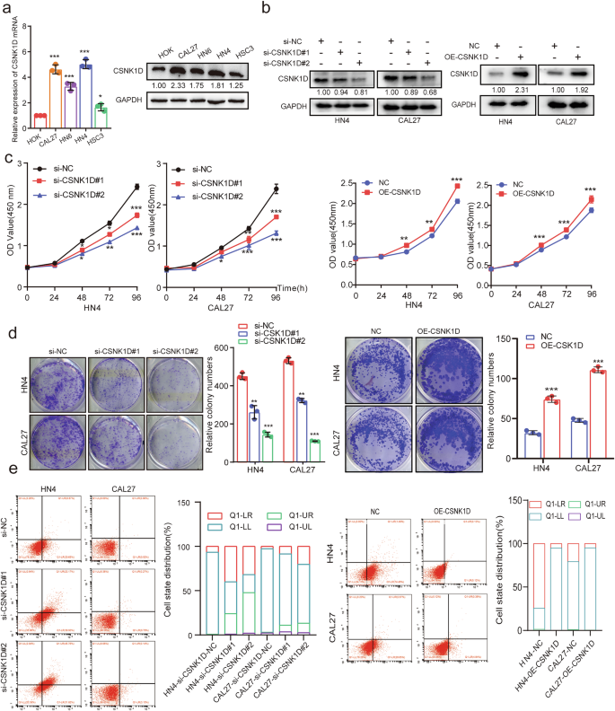 Fig. 2: Effect of CSNK1D on the proliferation and apoptosis potential of HNSCC cells in vitro.