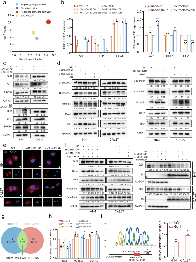 Fig. 4: The positive correlation of CSNK1D with the hedgehog pathway in HNSCC.