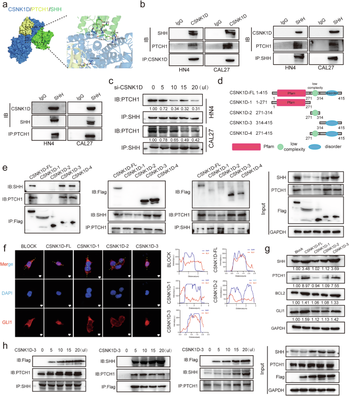Fig. 5: Effects of CSNK1D on the binding of SHH to PTCH1 in the hedgehog pathway.