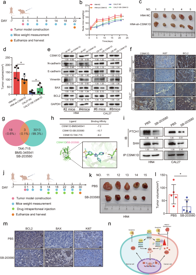 Fig. 6: Effect of CSNK1D knockdown on the orthotopic head and neck tumor growth in vivo.